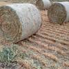 Oaten Hay (IRRIGATED) 4X4 Round Bales