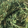 New Season Lucerne hay for sale 