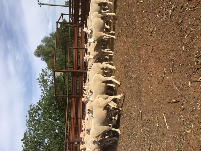 White Suffolk Rams