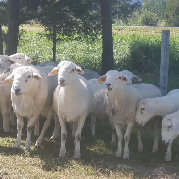 Australian White Ewes and Rams