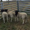 Dorper Lambs