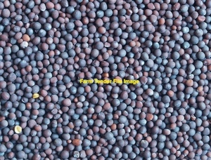 WANTED 15mt Morava Vetch