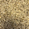 Cereal Rye For Sale