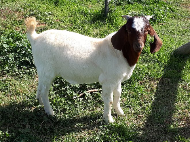 Updated: Pure bred boar Buck