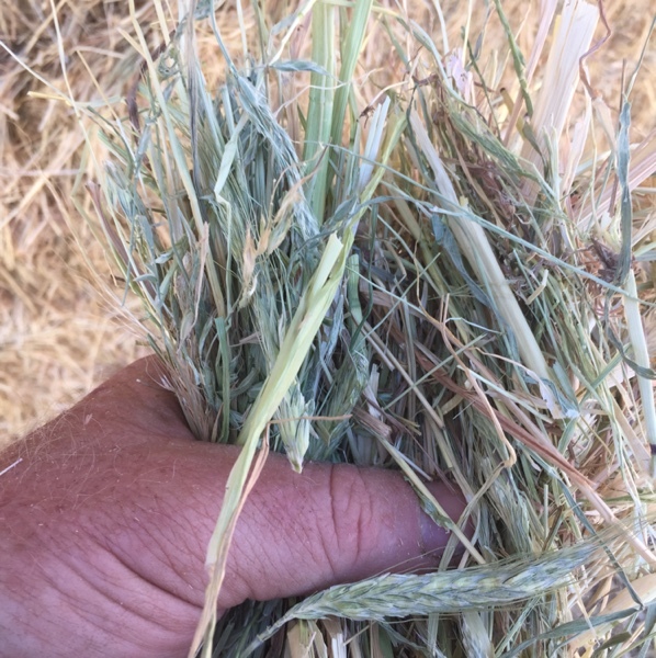 Triticale Hay 600kg 8x4x3 Bales