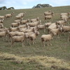 180 Merino Ewes SIL 140% to Melrose Merino Rams