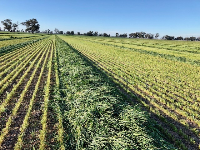 Fine Chopped Wheaten silage $230/ton 