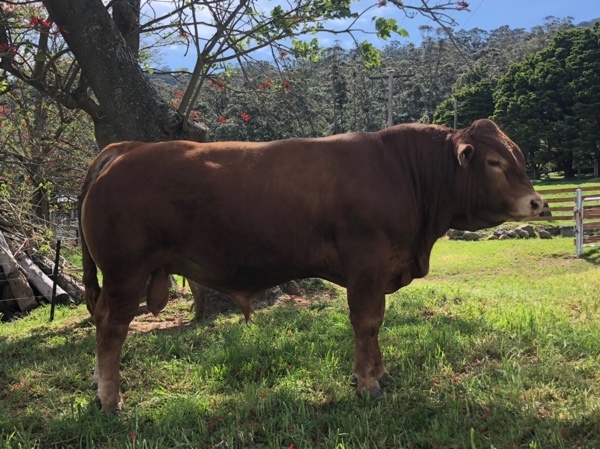 Stud Limousin Bulls