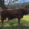 Stud Limousin Bulls
