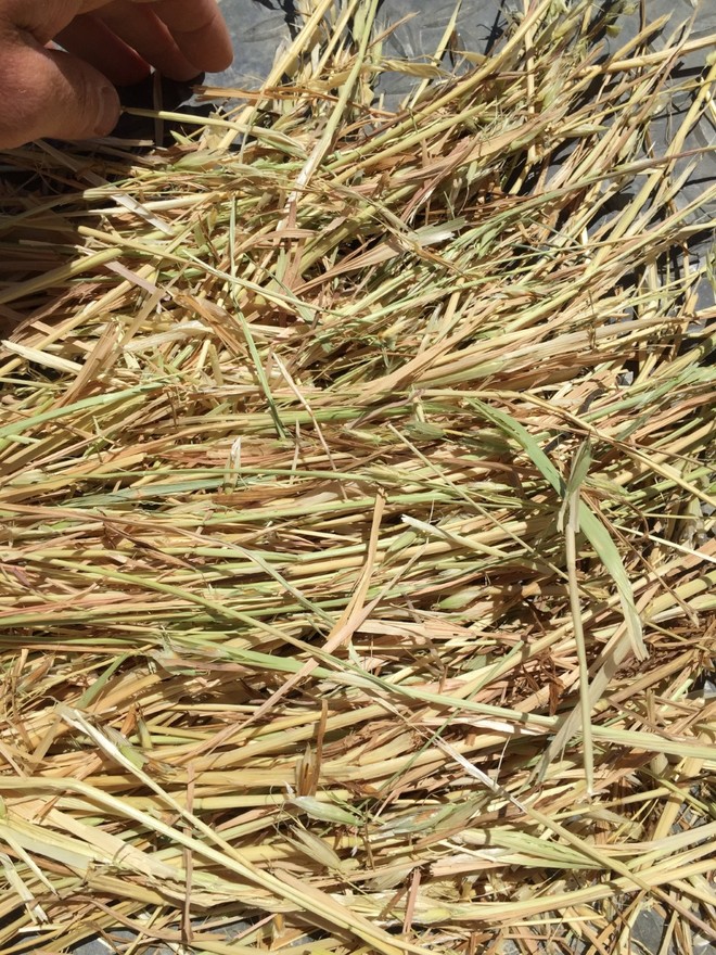 302 x oaten hay 5x4 round bales 