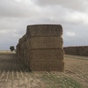 1100mt Barley Straw 500kg 8x4x3 Bales