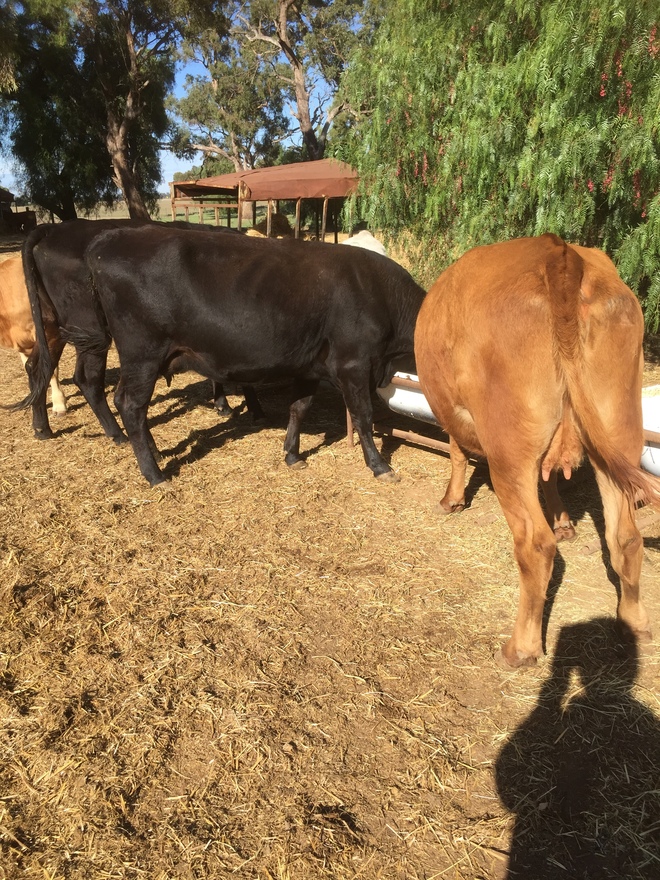 Limousin X Heifers with Calves at Foot. x 5 head