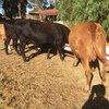 Limousin X Heifers with Calves at Foot. x 5 head