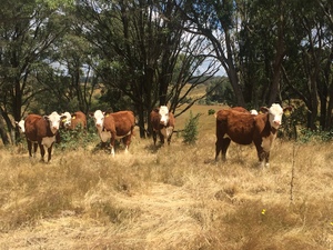 6 Poll Hereford Stud registered weaner Heifers