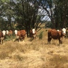 6 Poll Hereford Stud registered weaner Heifers 