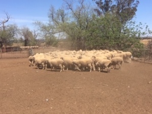 110 Classed Merino Ewes