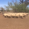 110 Classed Merino Ewes