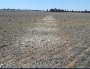 Irrigated canola hay