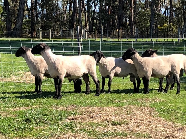 Top quality stud bred shorn 2018 rams