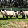 Top quality stud bred shorn 2018 rams