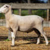 Under Auction - Lot 11 Highlander Ram 190937 (DLE Ram Auction A100 - 10th Sept via Auctionsplus) 