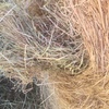 Pasture Hay 4x4 Round Bales