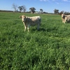 Charolais Cows with Calves at Foot in calf again to Angus Bull   x 6
