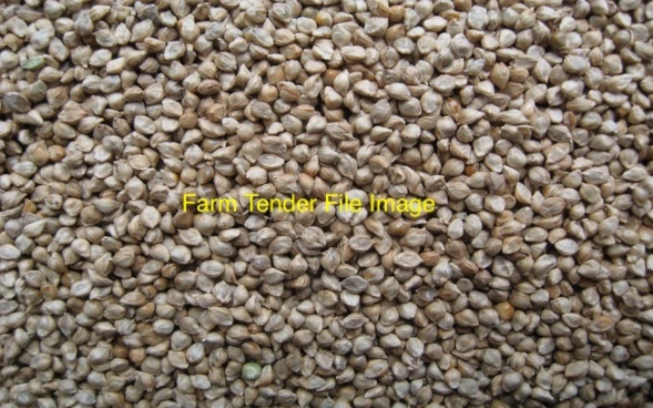 Millet For Sale