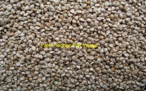 Millet For Sale