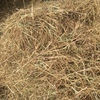 Horse quality pasture hay