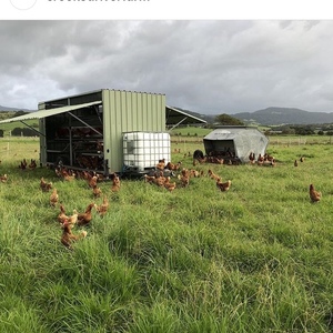 Automated Portable Chicken Caravans for Sale 300  