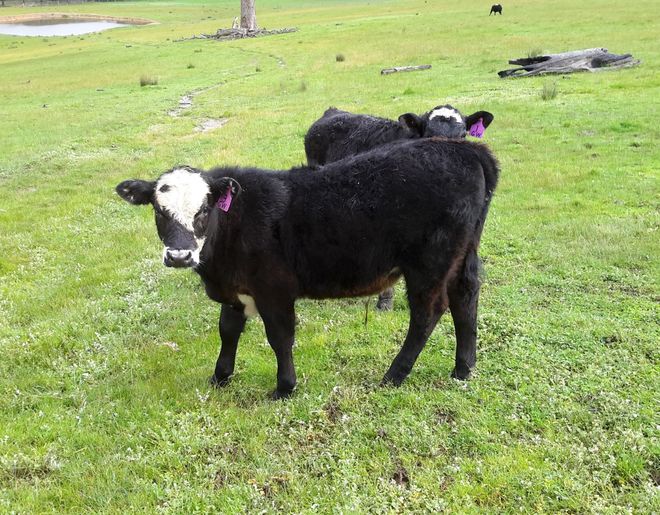 7x7 Hereford Cows with 7 BB CAF 