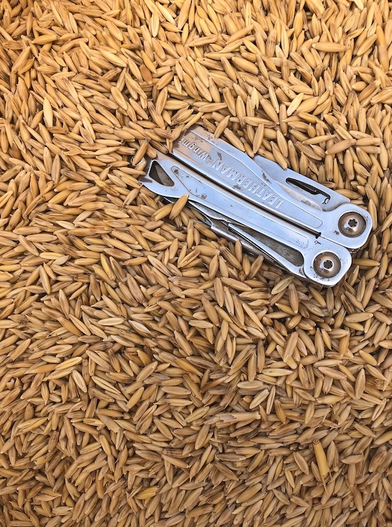 Oats - Cleaned and Graded