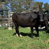 15 PTIC Hereford x Friesian and Angus x Friesian 2 yr old Heifers 