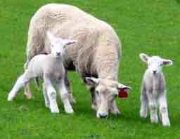 CopRice Green Feed Blend