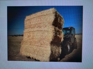 Under Auction - 200 x 5x4 Rolls of Cereal Hay - Sold By The Ton -