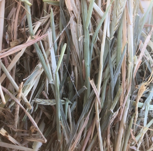 Barley Hay 650kg 8x4x3 Bales