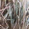 Barley Hay 650kg 8x4x3 Bales