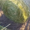 Canola Silage 4x4 Rolls