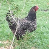 Silver laced barnvelder fertile eggs for sale