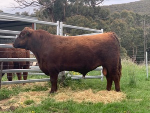 Red Angus Bull - Registered
