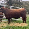 Red Angus Bull - Registered