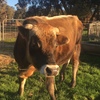 2 YEAR OLD JERSEY BULL