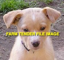 WANTED Cream Male working Kelpie Pup 