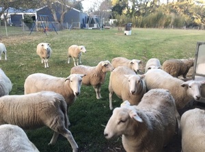 Wiltipoll Maiden Ewes 10mths