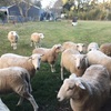 Wiltipoll Maiden Ewes 10mths