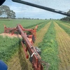 oaten hay  