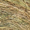 Wheaten Hay 5x4 Round Bales (Sunlamb)