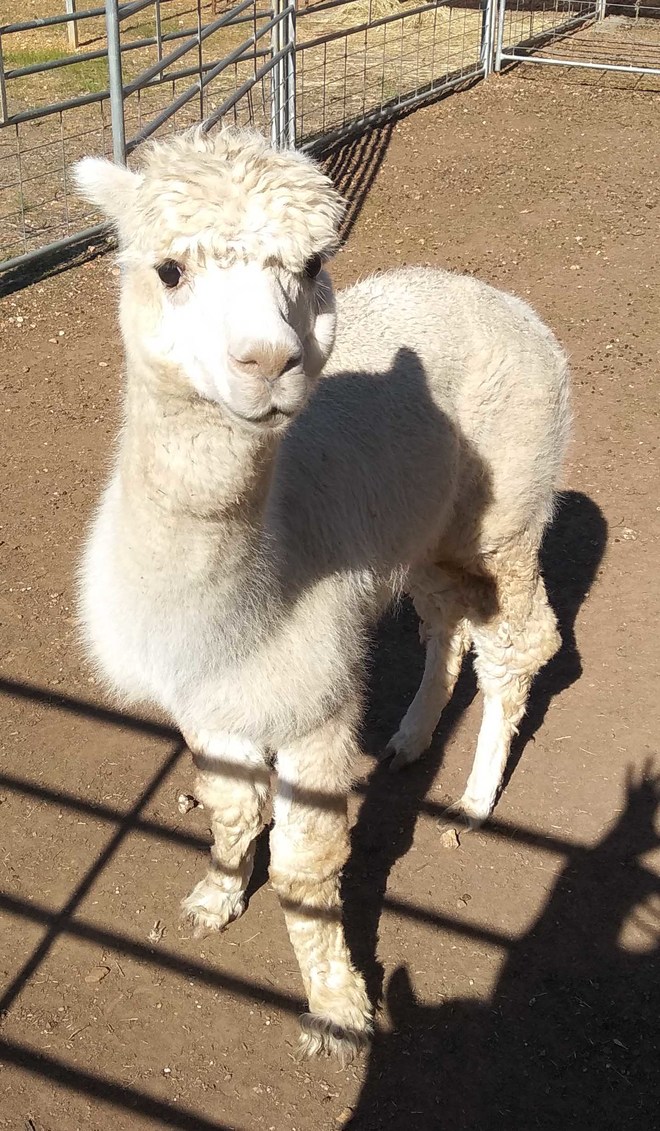 white stud Alpaca