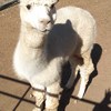white stud Alpaca